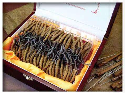 晴隆冬虫夏草回收